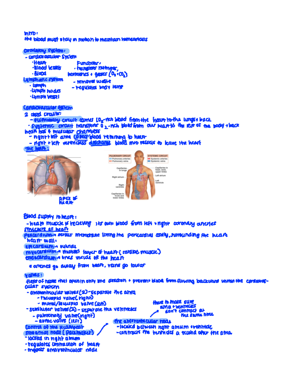 Circulatory system notes - to ...