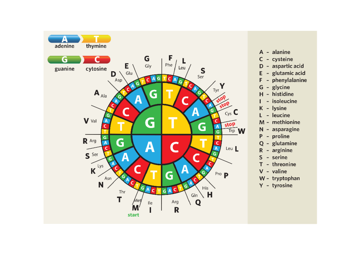 Genetics codon wheel - T adenine thymine A alanine G G F L C cysteine E ...