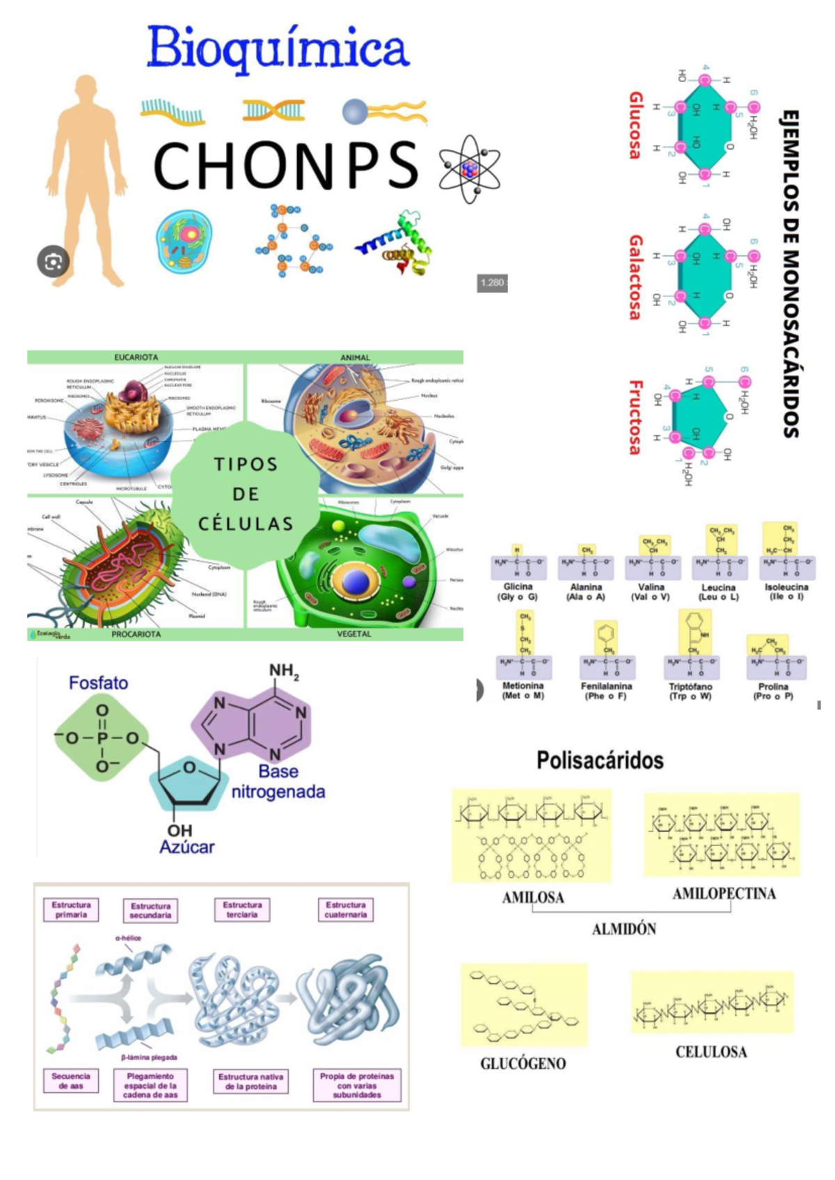 Bioquimica - pdpd - Bioquímica Glucosa I CHONPS 1 C. Galsactors I 5 00 ...