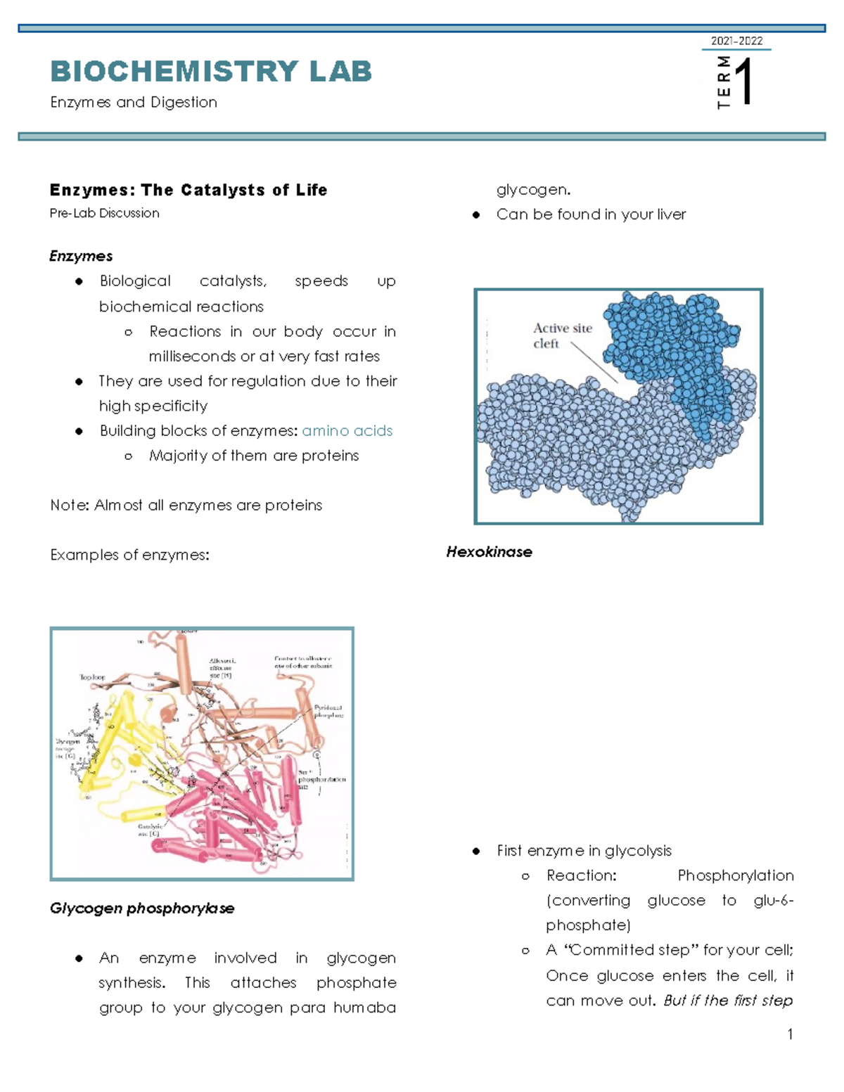 PreLab Enzymes and Digestion BIOCHEMISTRY LAB Enzymes and Digestion