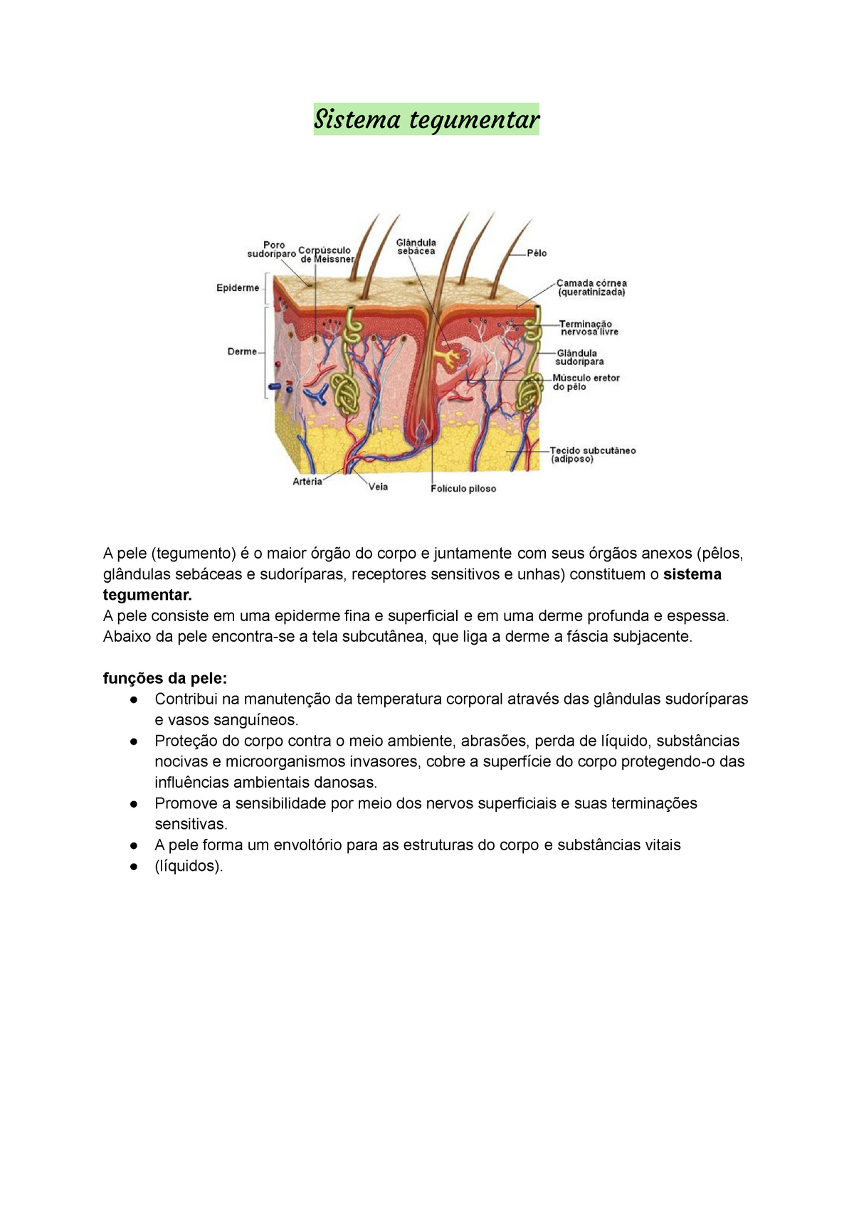 Sistema Tegumentar A Pele Consiste Em Uma Epiderme Fina E Superficial E Em Uma Derme Profunda 9532