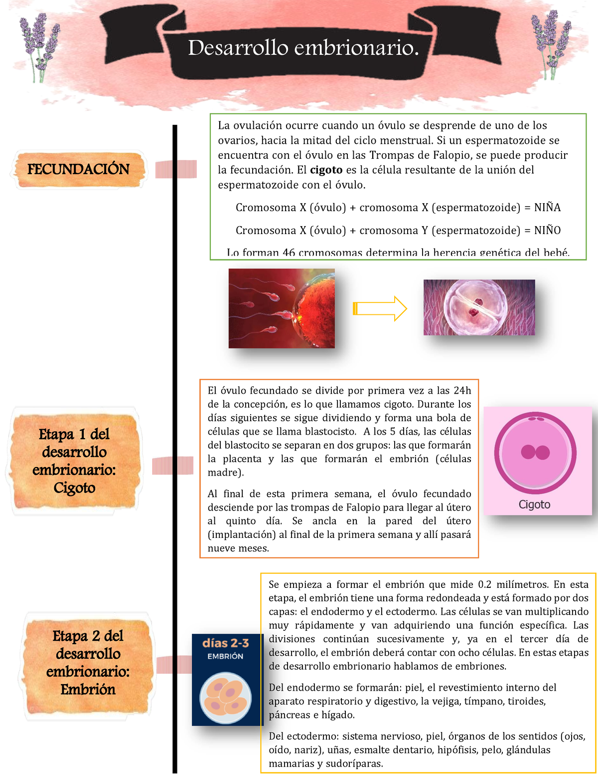 Desarrollo Embrionario - FECUNDACIÓN La Ovulación Ocurre Cuando Un ...