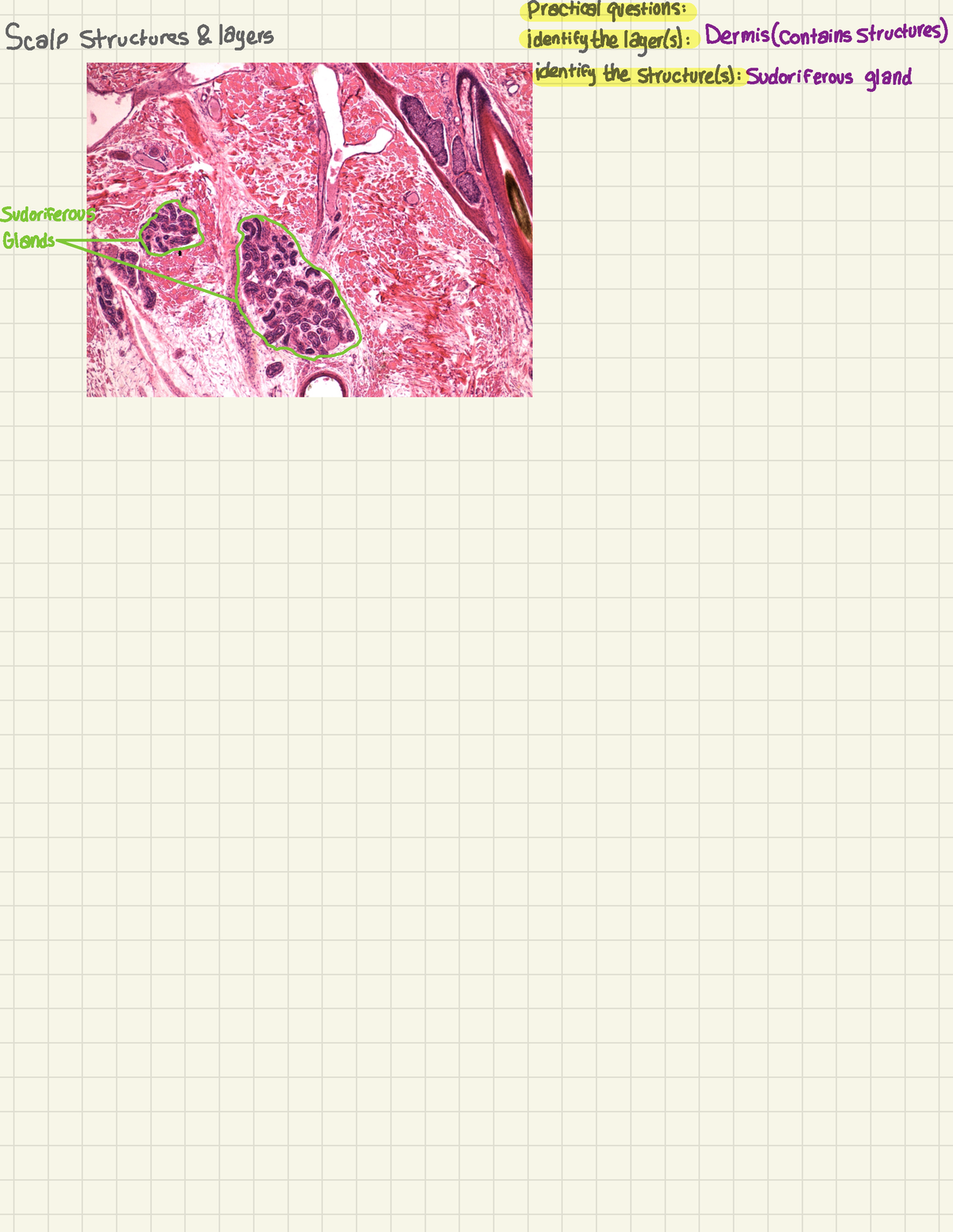 Anatomy And Physiology Lab (16) - BIOL 2401 - Practical Questions ...