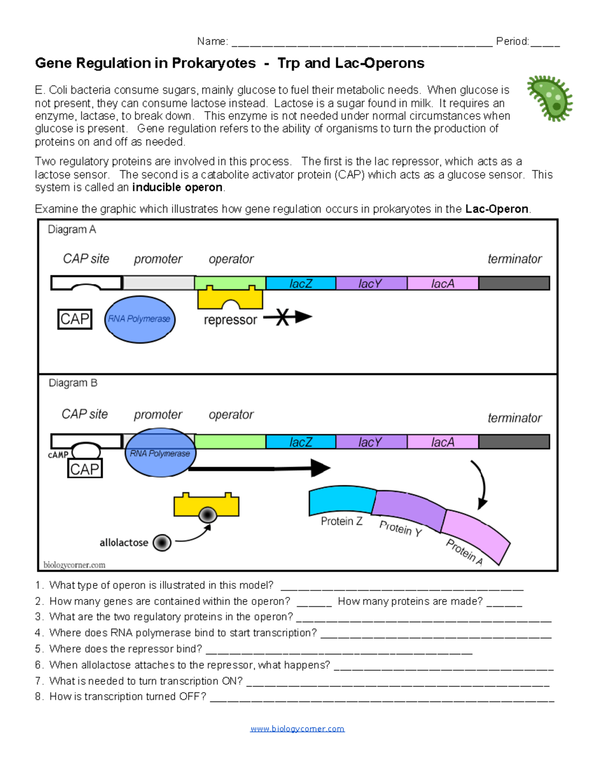 Gene+Regulation+-+Tryp+and+Lac-Operon - Name