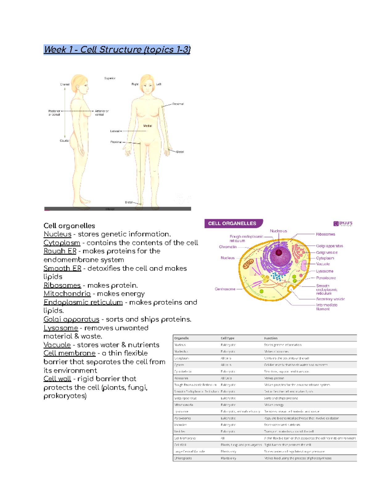 Notes weeks 1-9 - Week 1 - Cell Structure (topics 1-3) Cell organelles ...