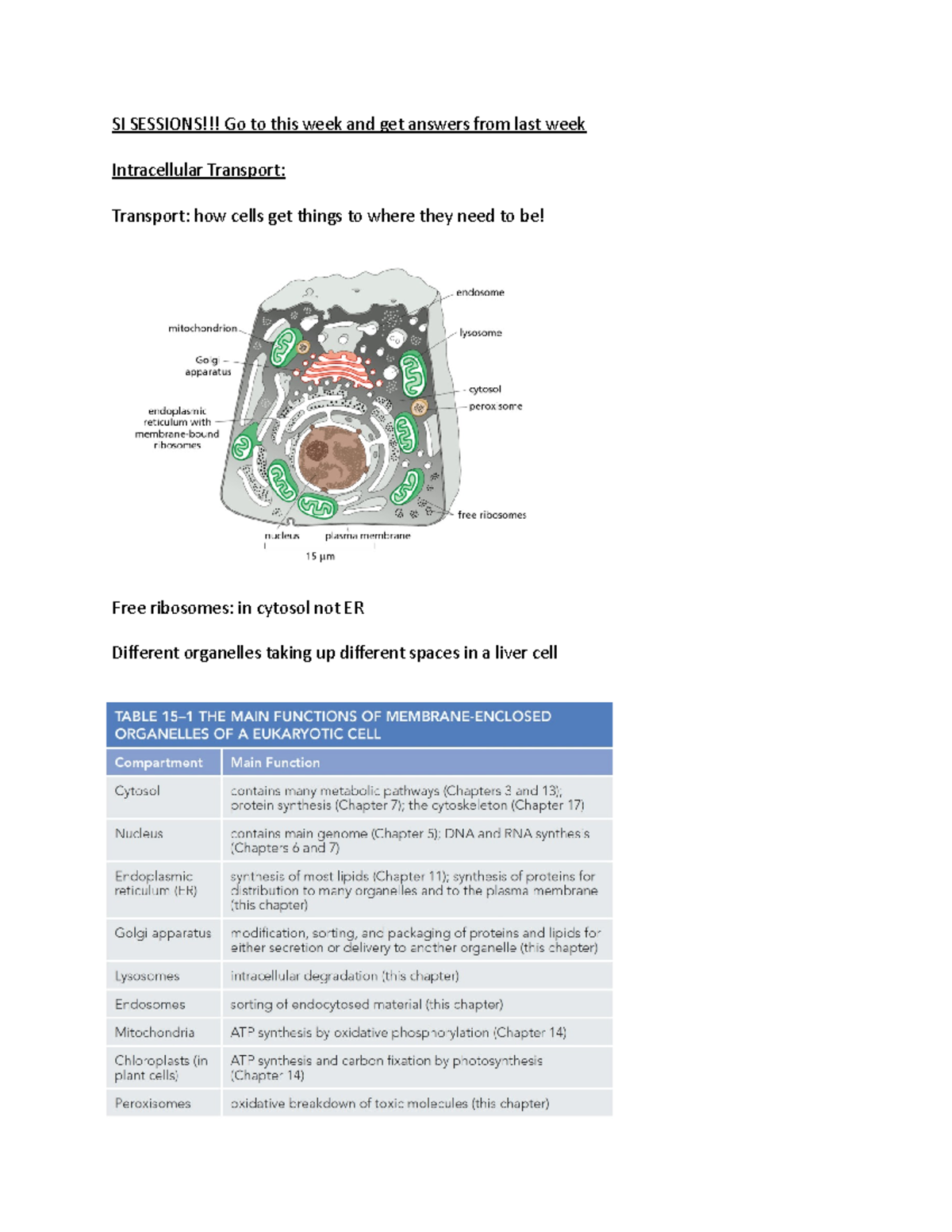 Lec26 notes - cell bio - SI SESSIONS!!! Go to this week and get answers ...