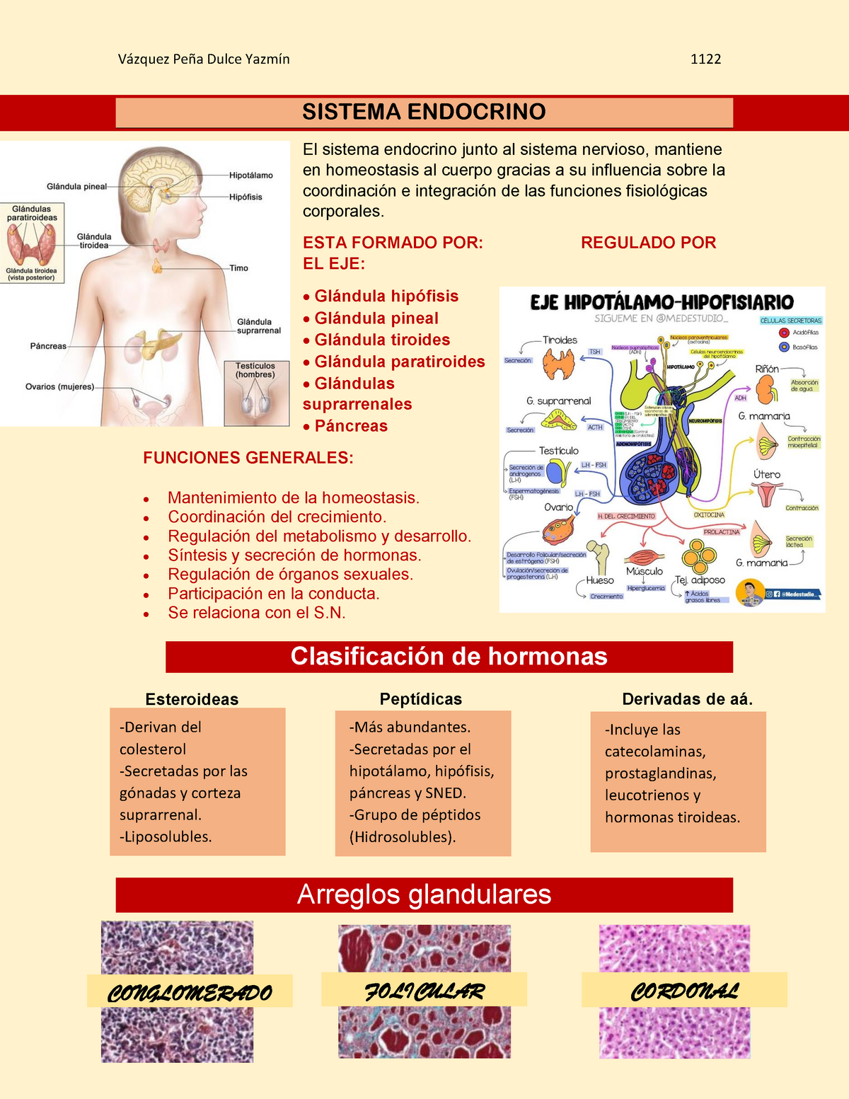 Histología del Sistema Endocrino Histología UNAM Studocu