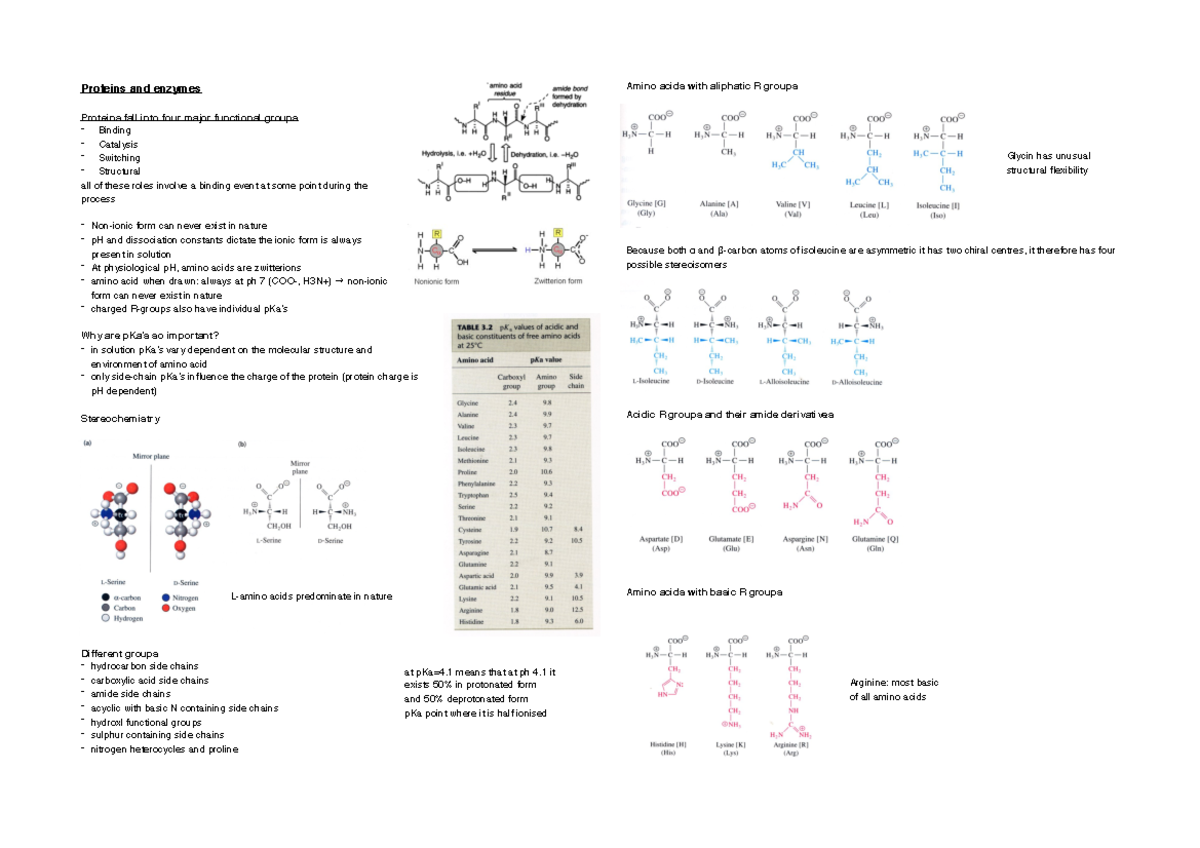 Proteins and enzymes - Proteins and enzymes Proteins fall into four ...