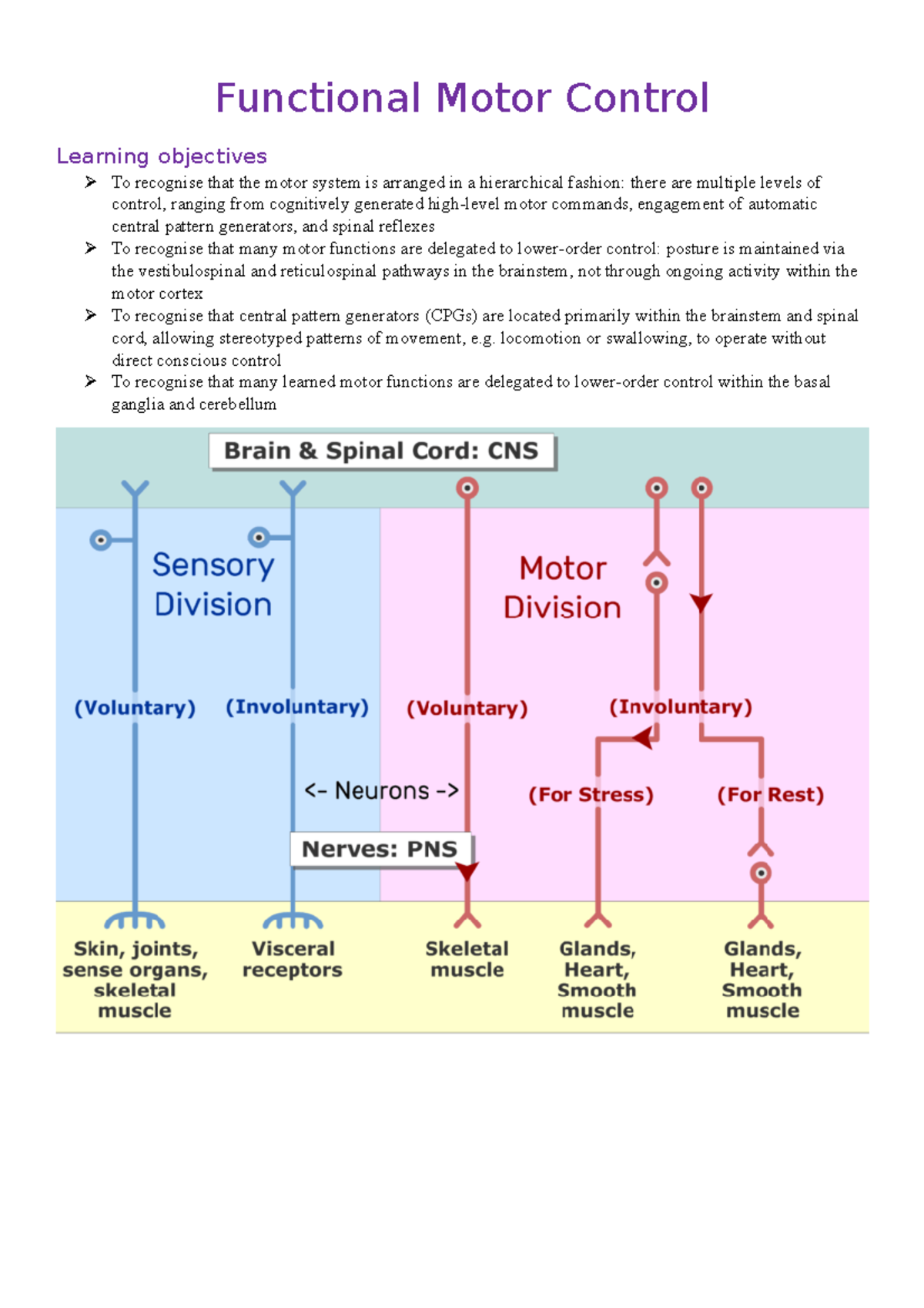 Functional Motor Control Functional Motor Control Learning objectives To recognise that the