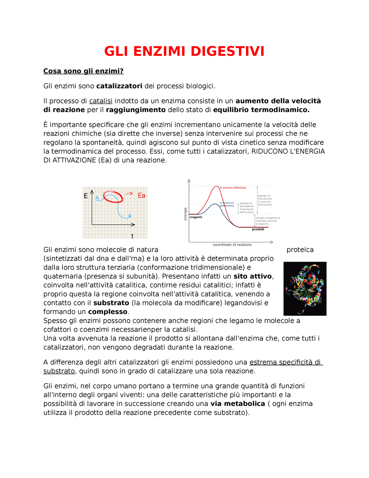 Gli enzimi digestivi - GLI ENZIMI DIGESTIVI Cosa sono gli enzimi? Gli