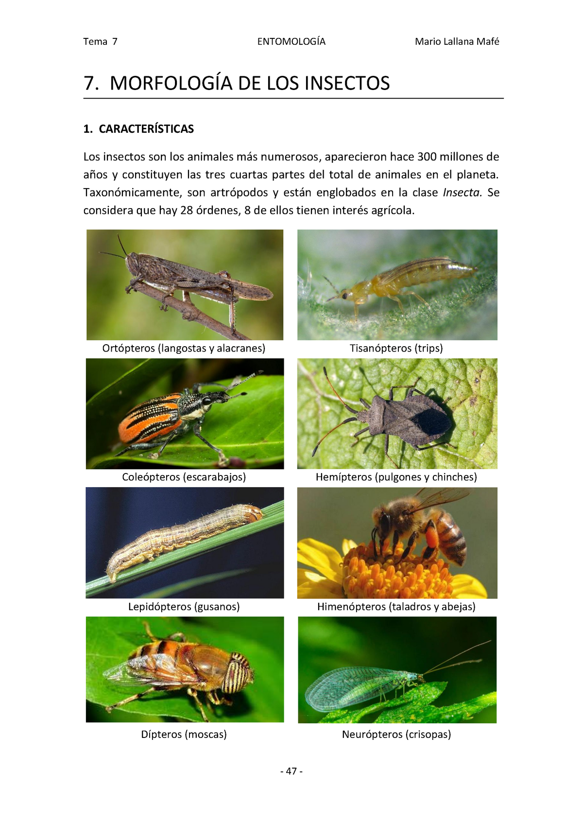 7 Morfología De Los Insectos Tema 7 EntomologÍa Mario Lallana Mafé 7 MorfologÍa De Los 9566