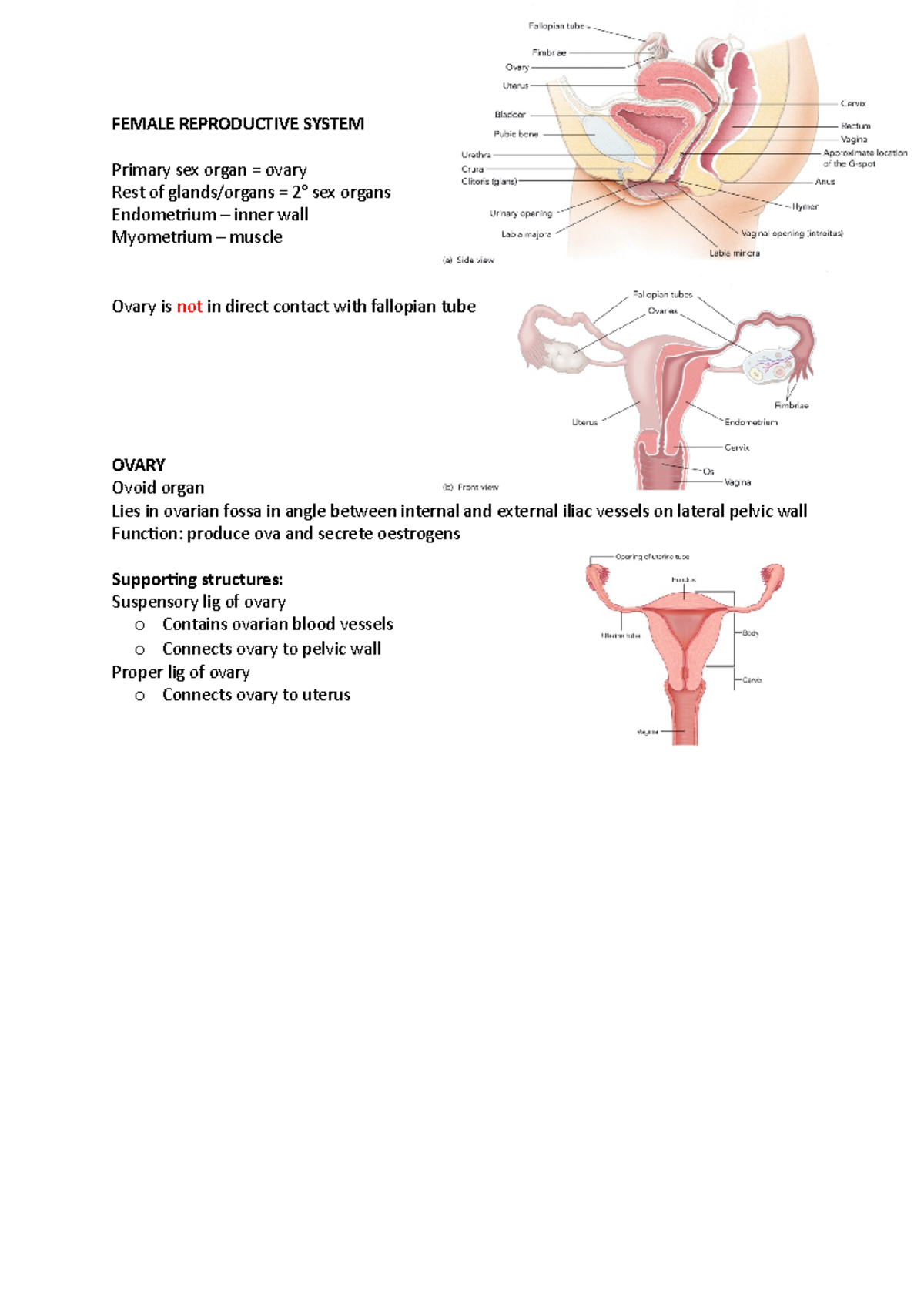 Female reproductive system - FEMALE REPRODUCTIVE SYSTEM Primary sex ...