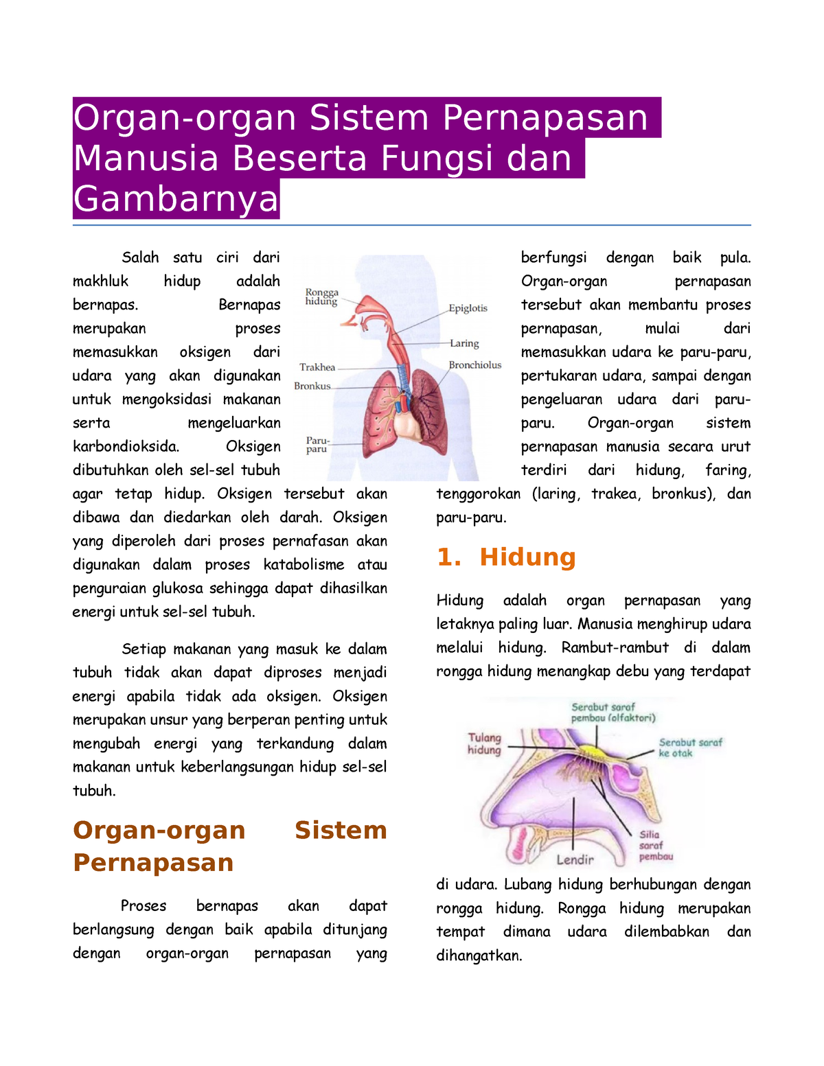 Sistem Pernapasan Manusia Organ Organ Sistem Pernapasan Manusia