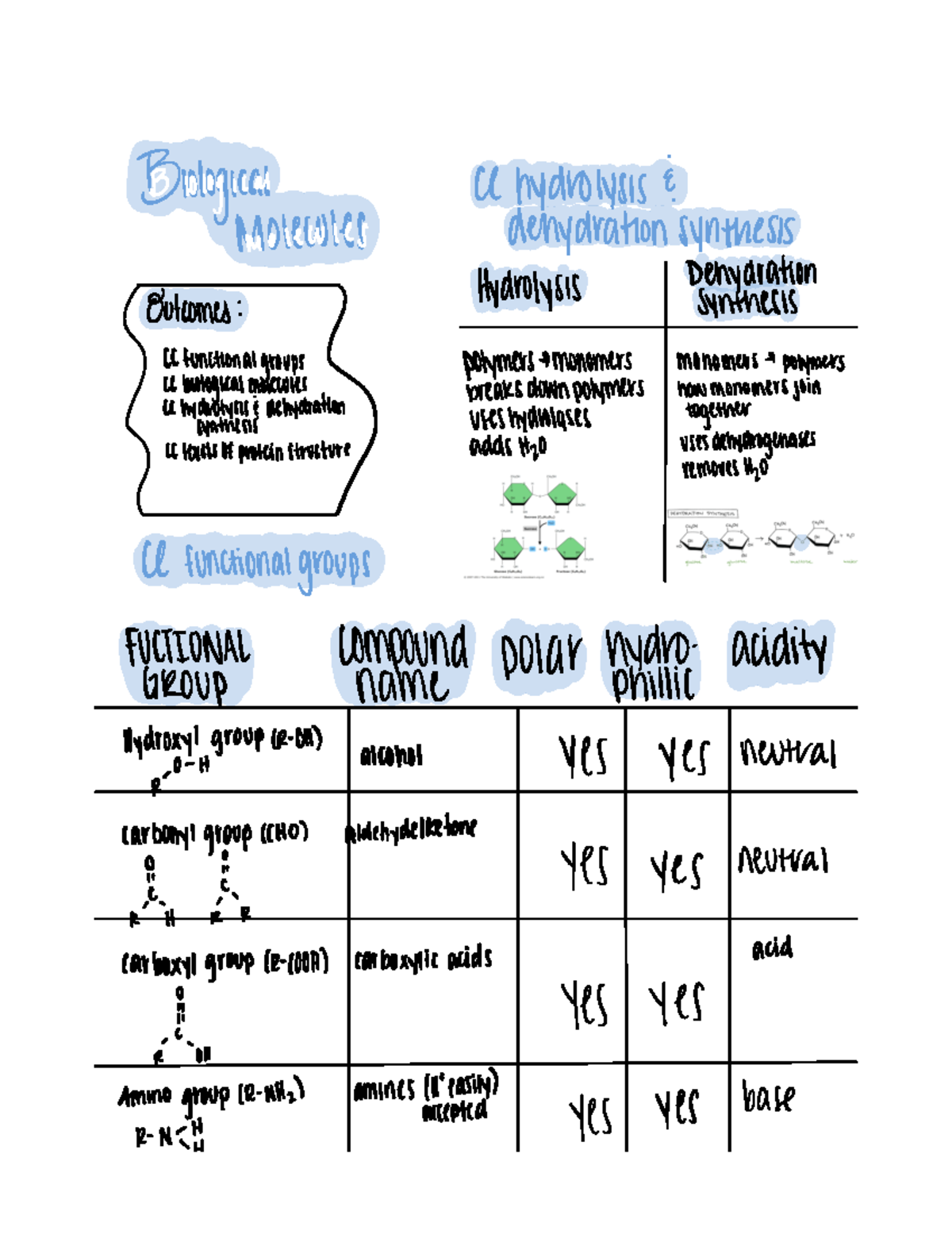 Lecture 3 Biological Molecules Organizers (General Biology 115) - BIO ...