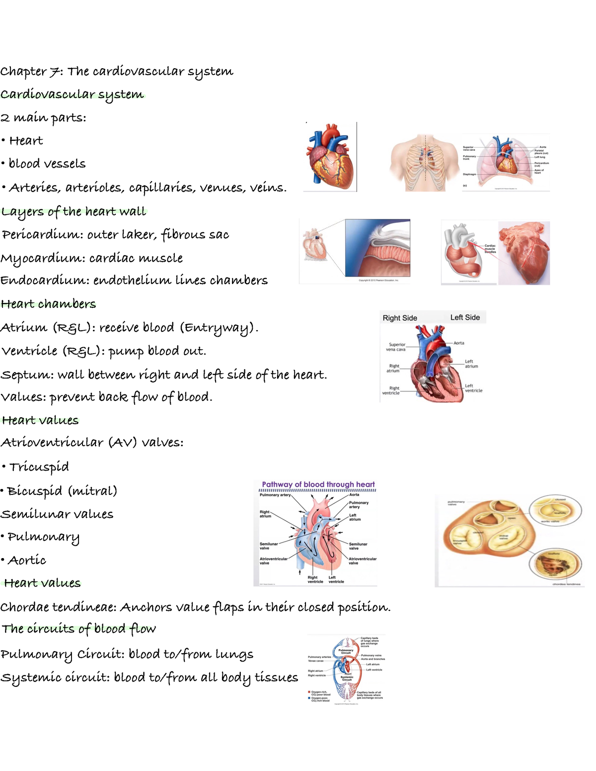 Bio 102 Principles Of Human Biology C.7 - 7: The Cardiovascular System ...