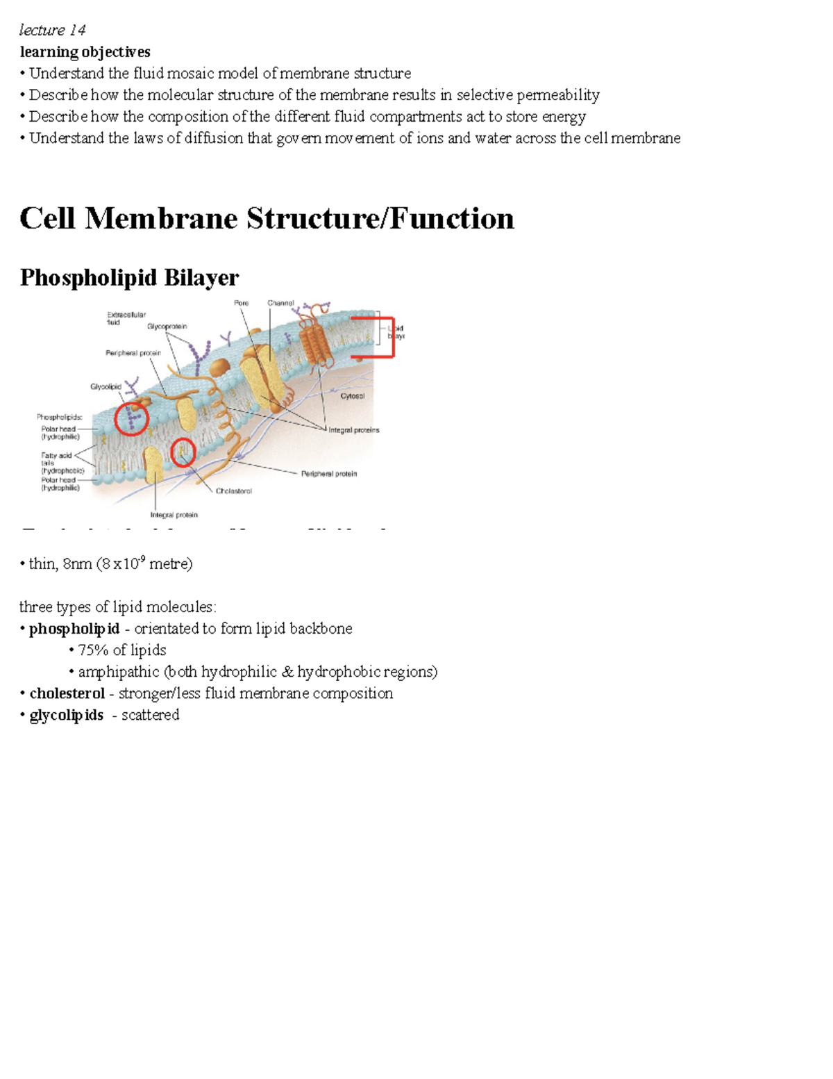 L14 Cell Membrane - lecture 14 learning objectives Understand the fluid ...