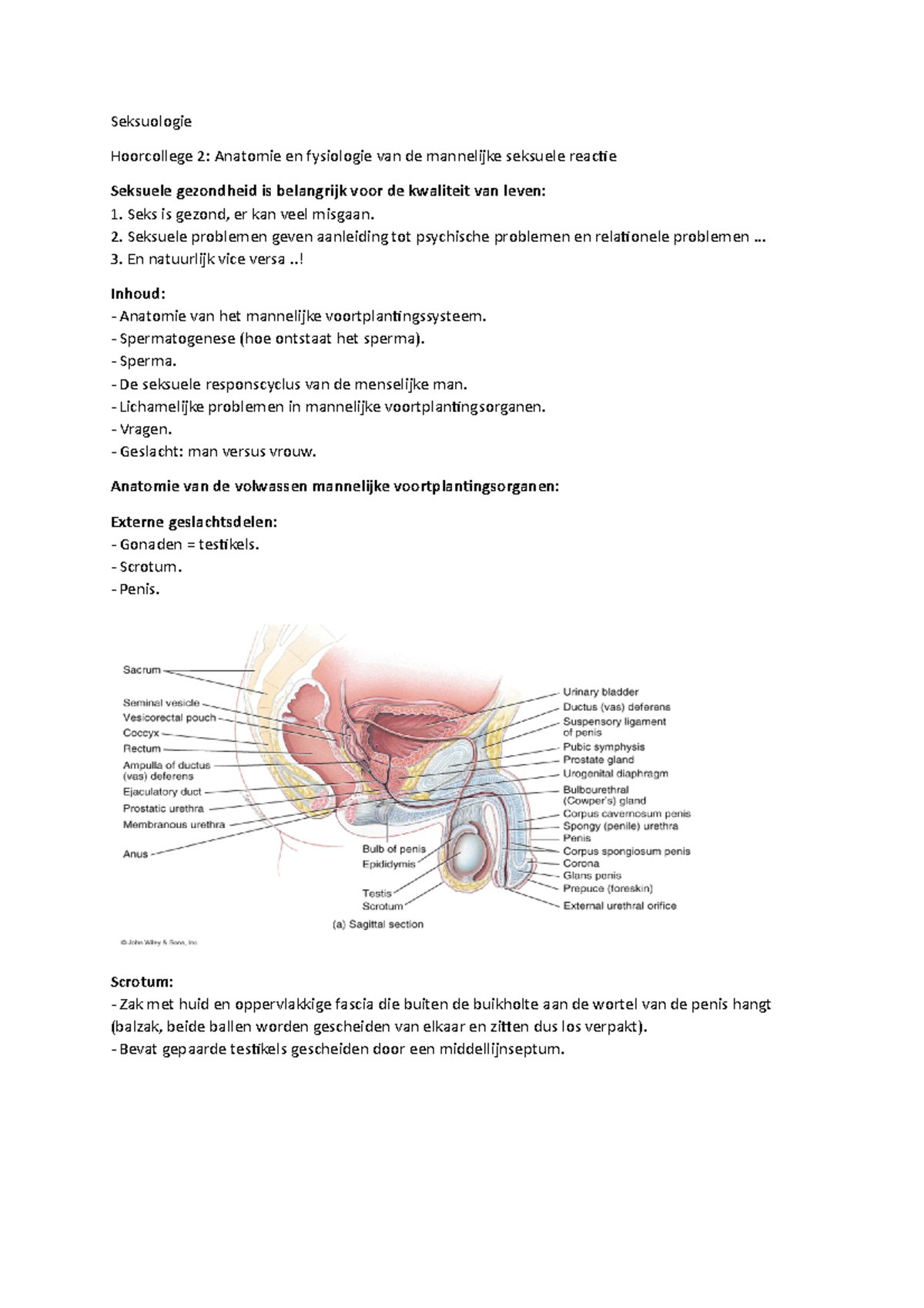 Gebonden amateur zuigt pik