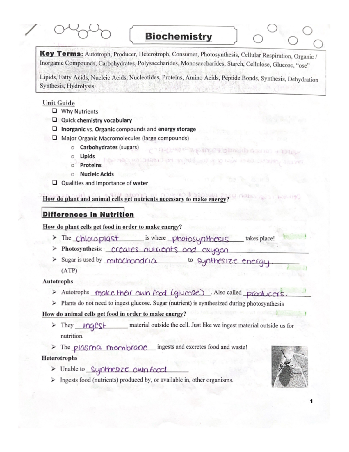 Biochemistry Notes - Studocu