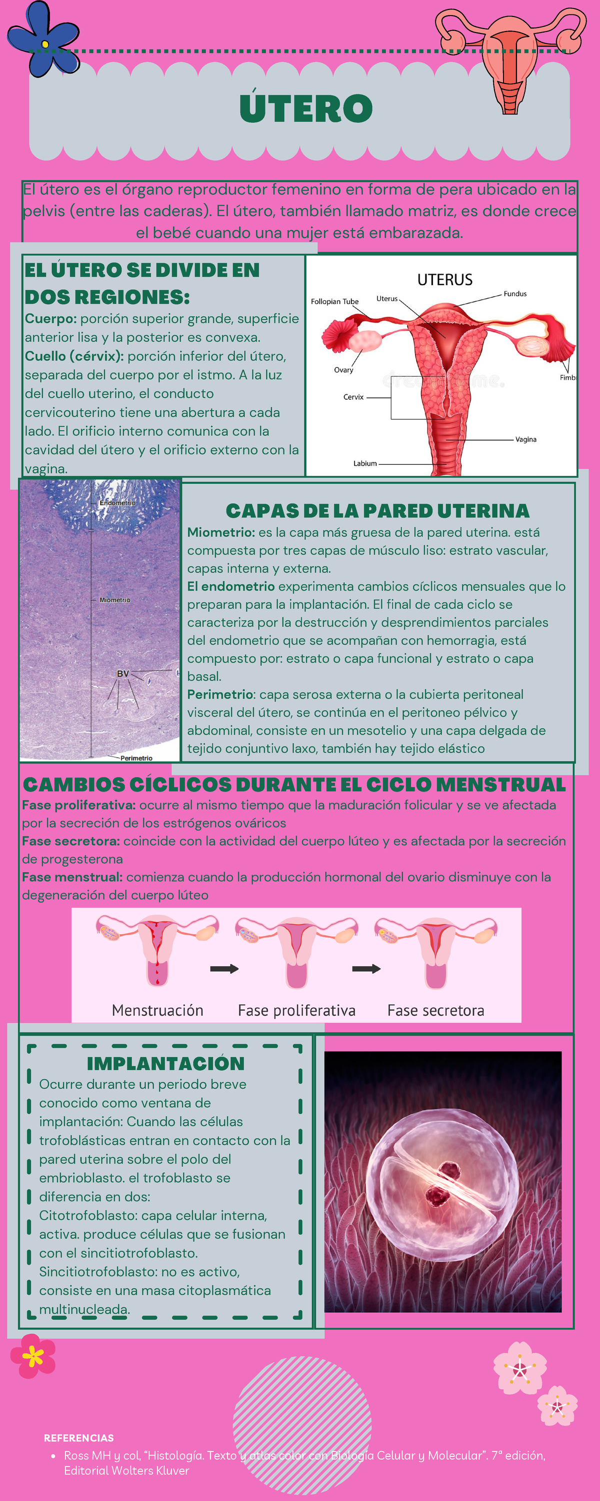 capa funcional de la histología del útero