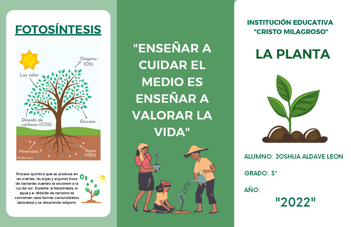 La Planta Triptico La Planta InstituciÓn Educativa FotosÍntesis