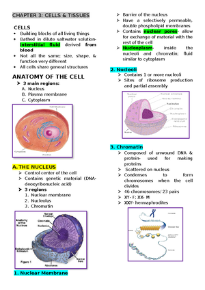 Catheterization- Checklist - Nursing Procedure Checklist ...