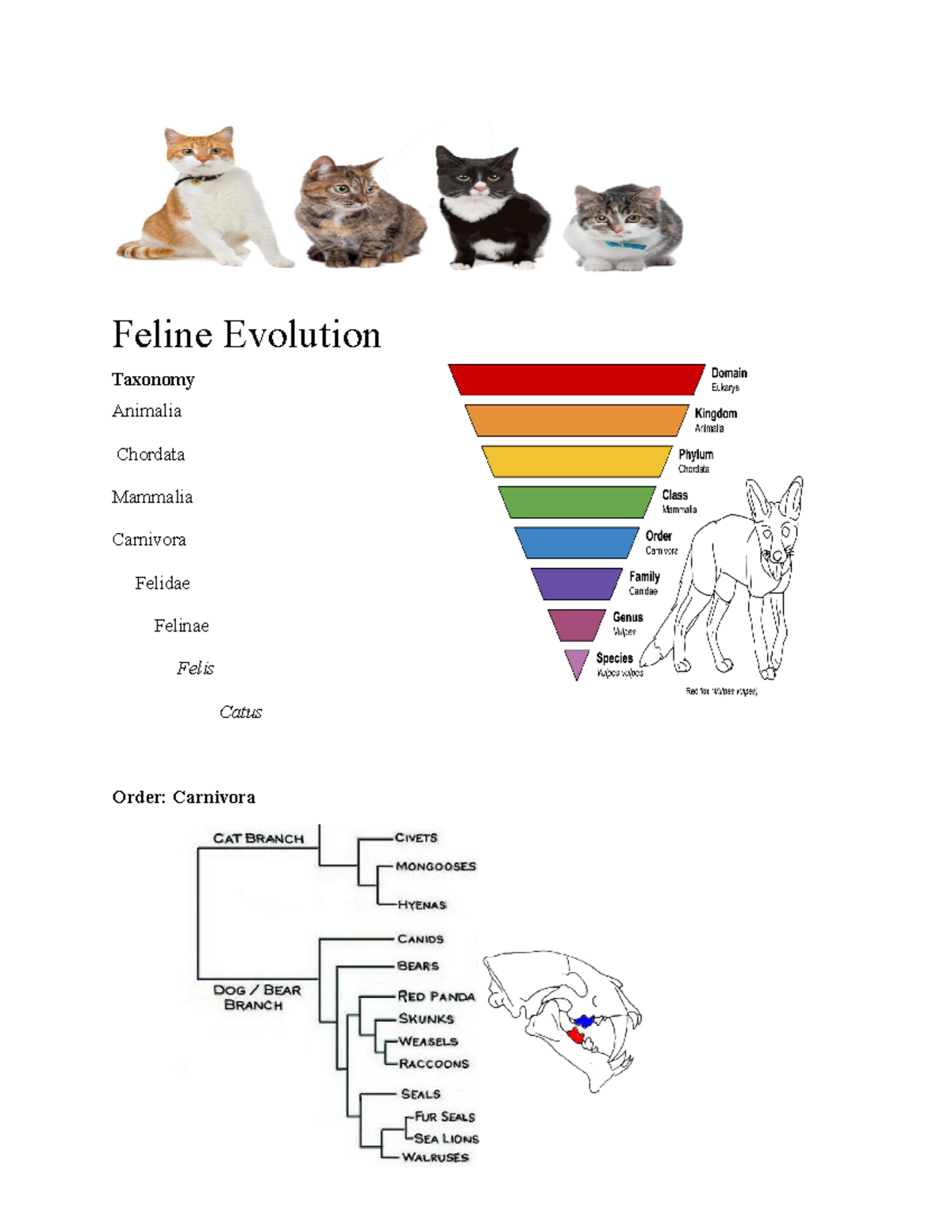 Feline Evolution - Professor: Asai- Coakwell M - Feline Evolution