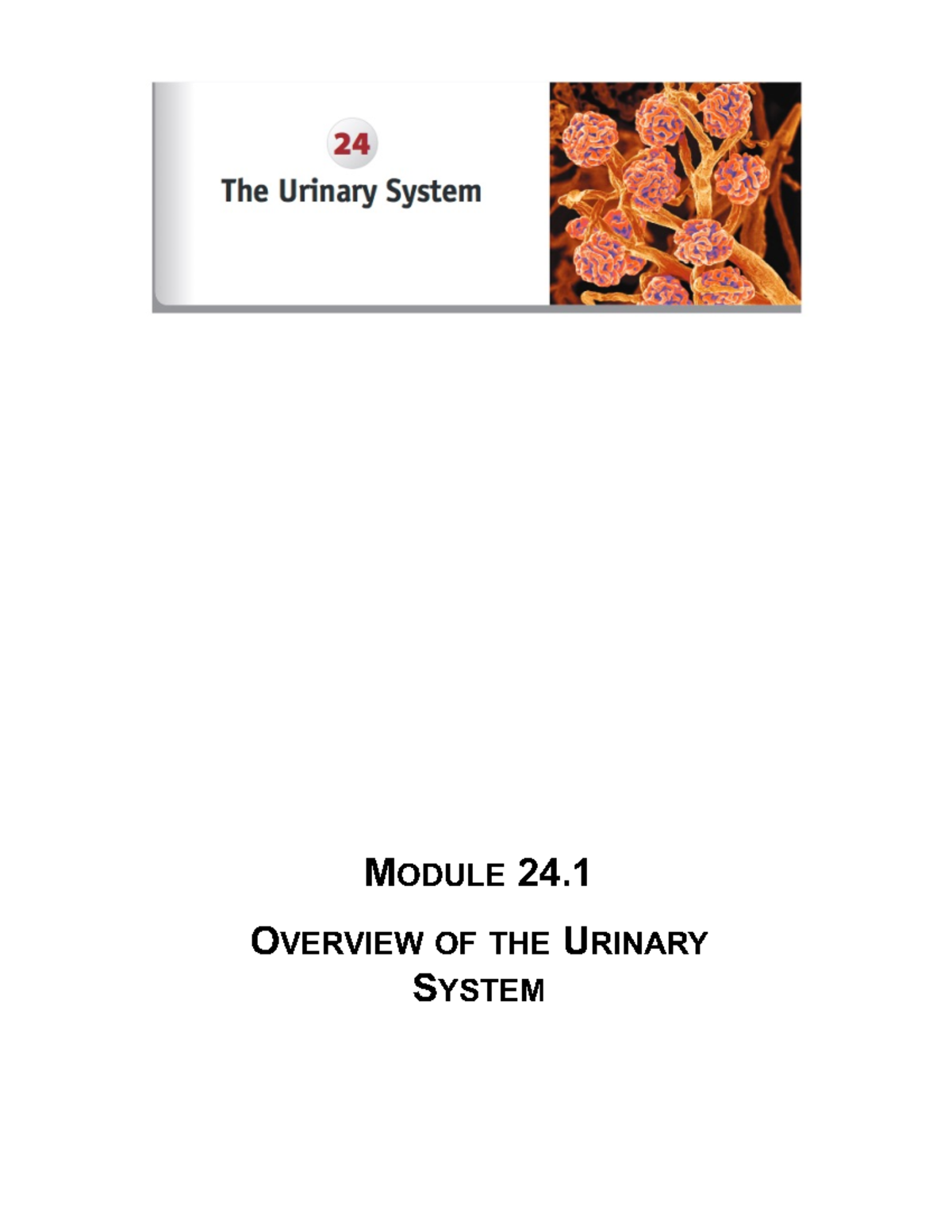 Ch 24 BIOL122 SP23 Handout - MODULE 24. OVERVIEW OF THE URINARY SYSTEM ...