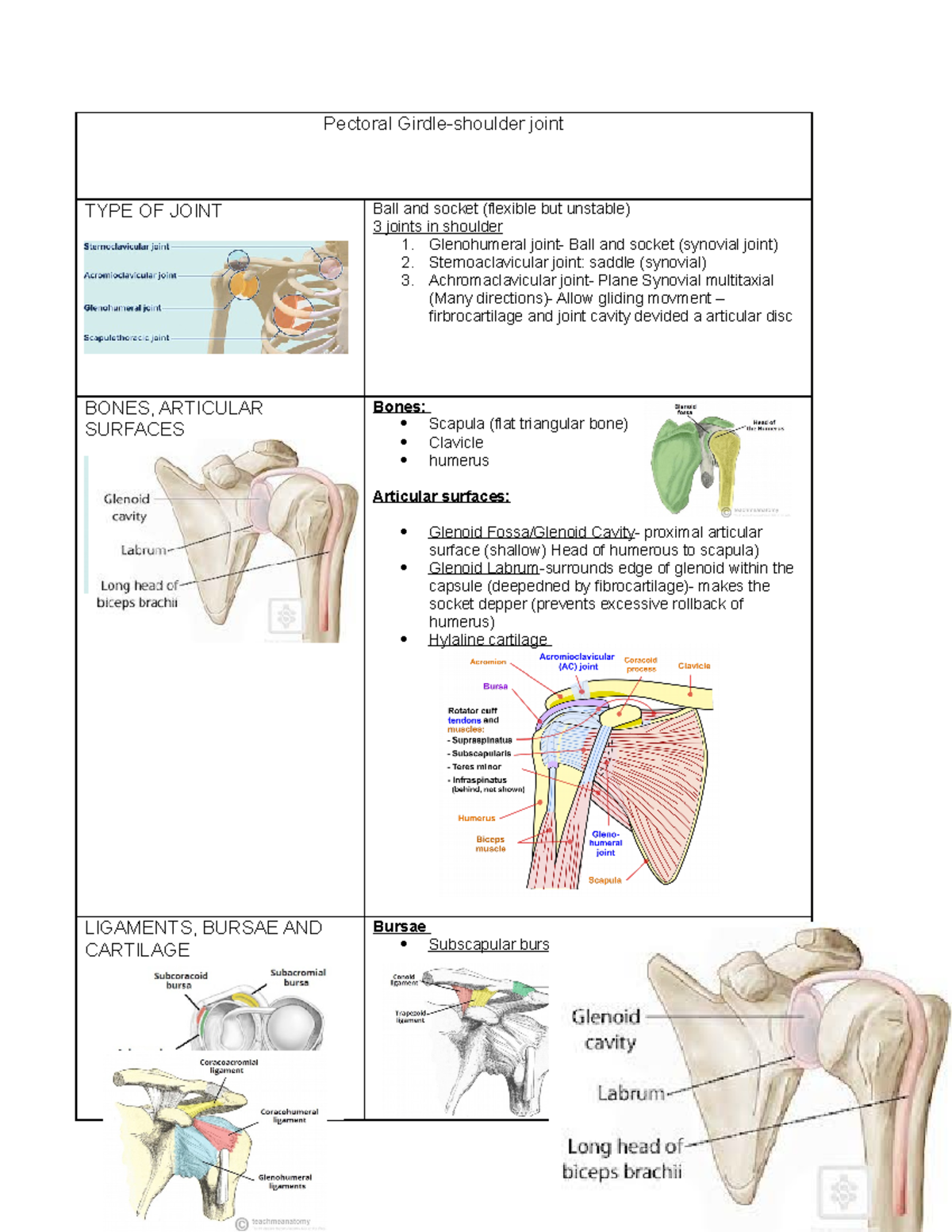 Shoulder Joint ( Pectoral) - Pectoral Girdle-shoulder joint TYPE OF ...