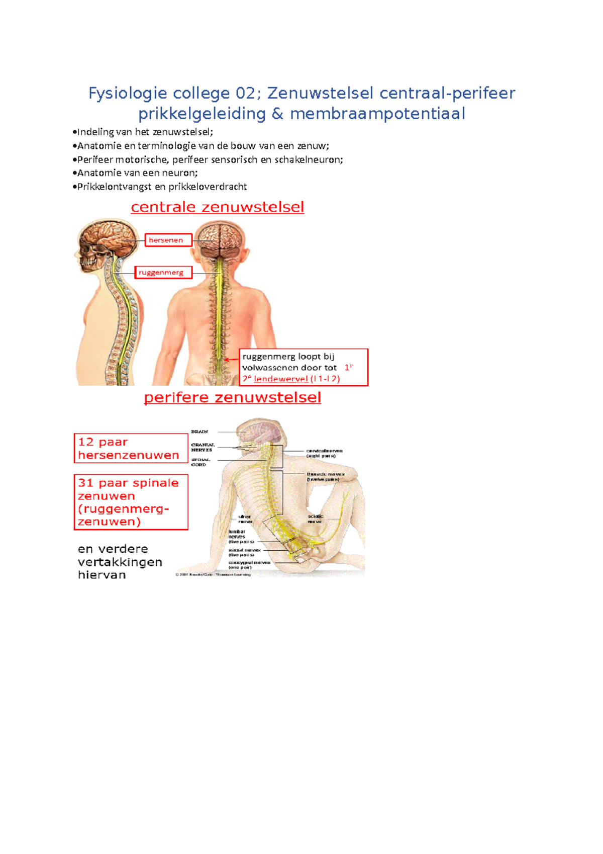College 2 zenuwstelsel centraalperifeer prikkelgeleiding De werking van het zenuwstelsel