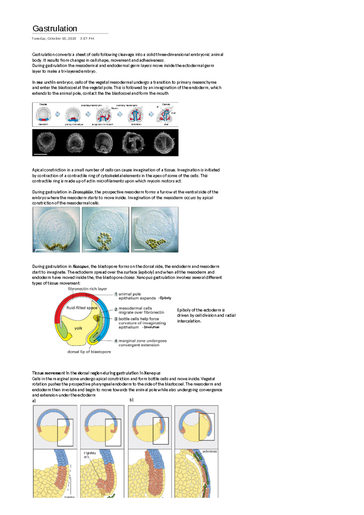Gastrulation - Gastrulation Tuesday, October 03, 2023 5:37 PM ...