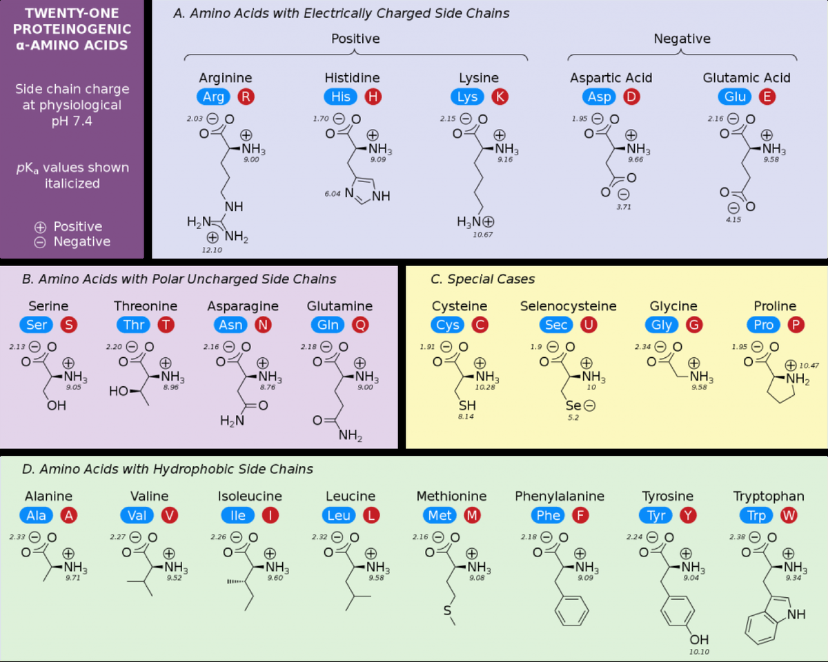 20 Common Amino Acids - Notes - BIOS 452 - Studocu