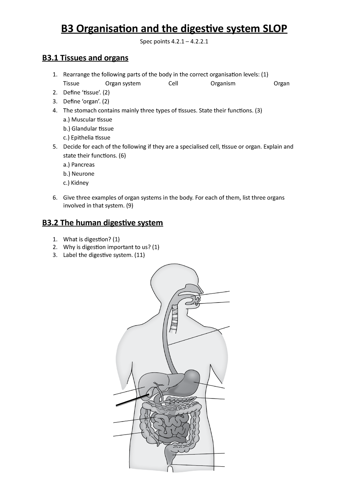 B3 Organisation and the digestive system SLOP - 2 – 4.2. B3 Tissues and ...