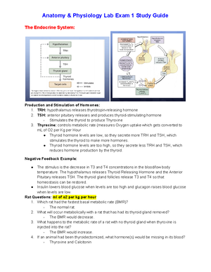 A P 2 Lab Exam 1 Study Guide Studocu