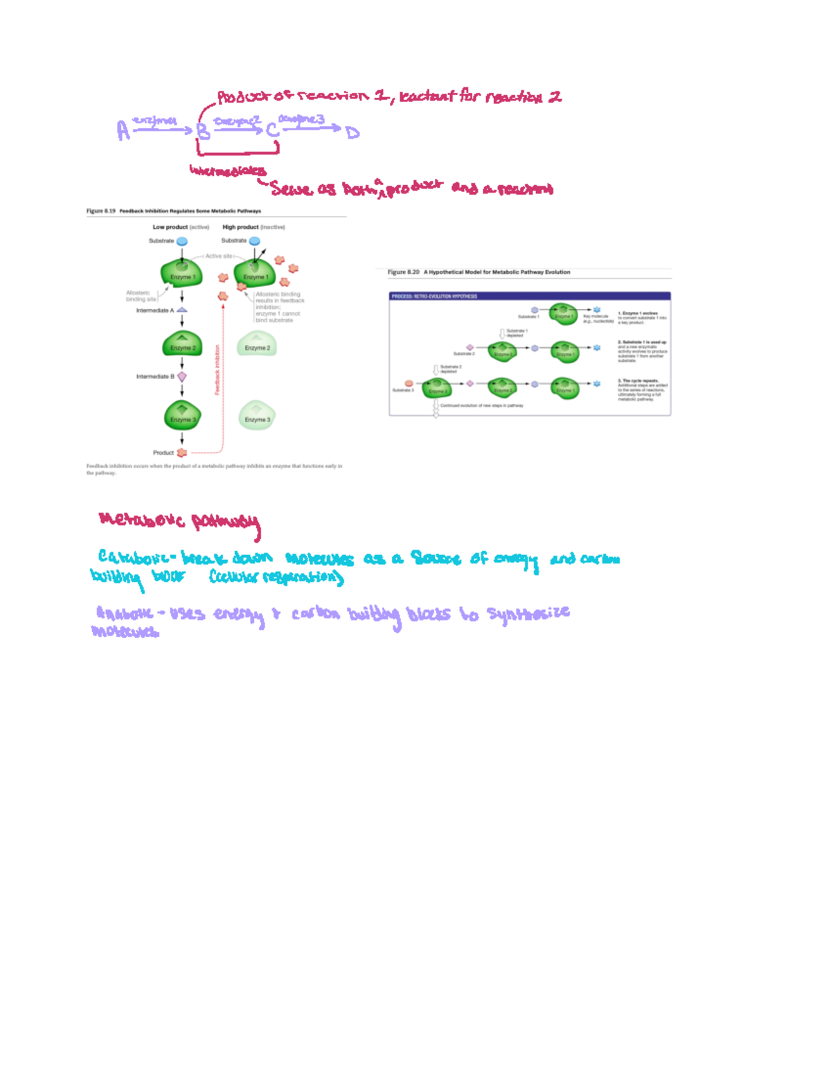 8.5 Enzymes Can work together in Metabolic Pathways - BIO 161 - Studocu