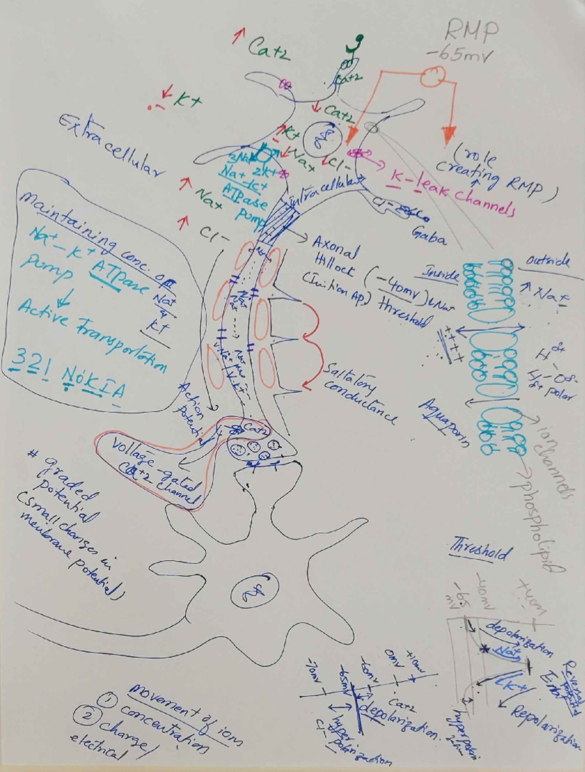 86721741 - Detailed hand drawings of a neuron cell - RMP, Cat2 Eat2 ...