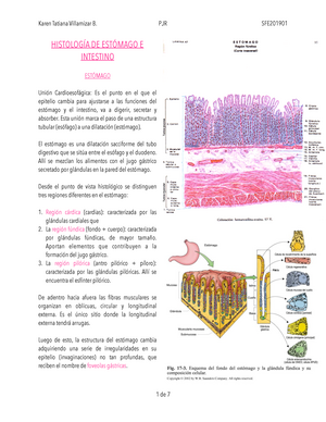 histología del fondo del estómago