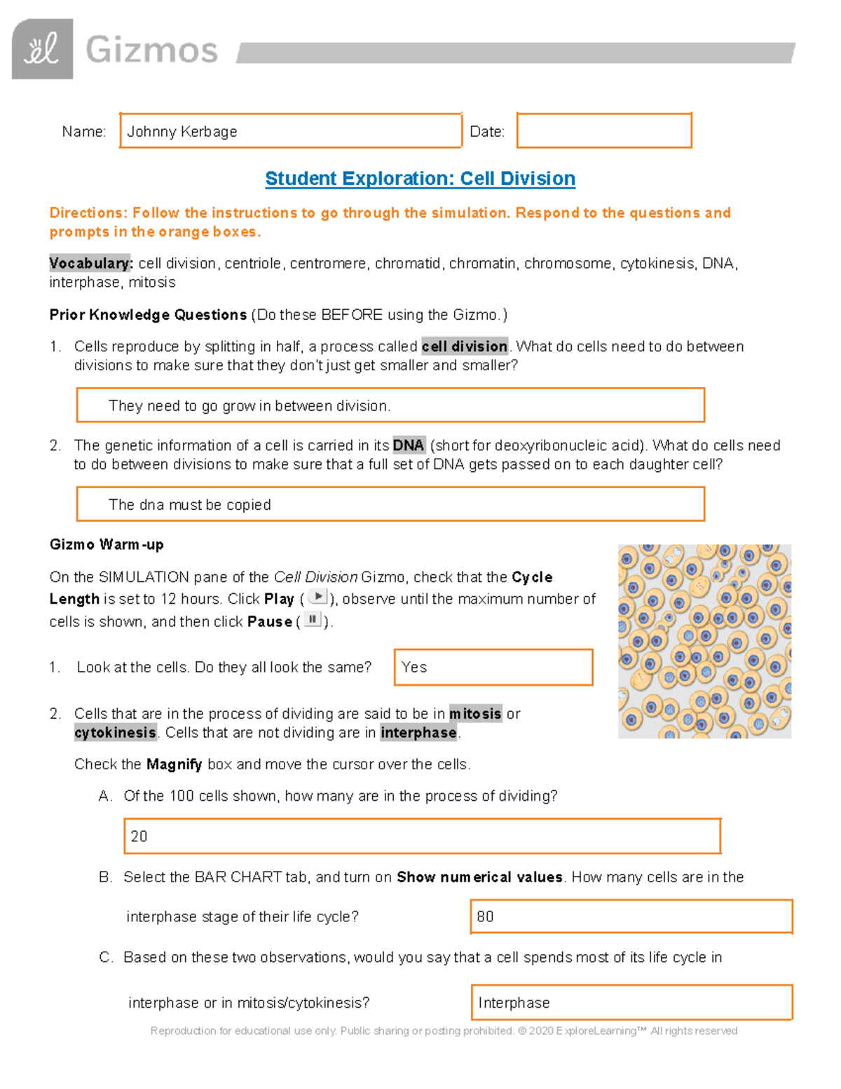 John Pierre Kerbage - Gizmo Cell Division Worksheet - Name: Johnny ...