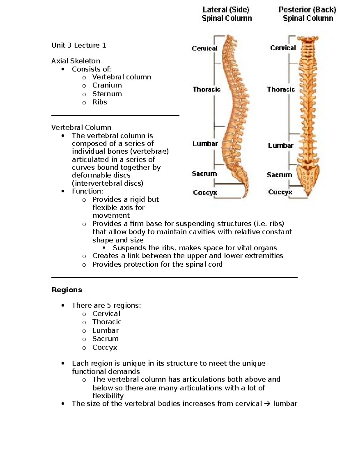 Unit 3 Lecture 1 Axial Skeleton - Unit 3 Lecture 1 Axial Skeleton ...
