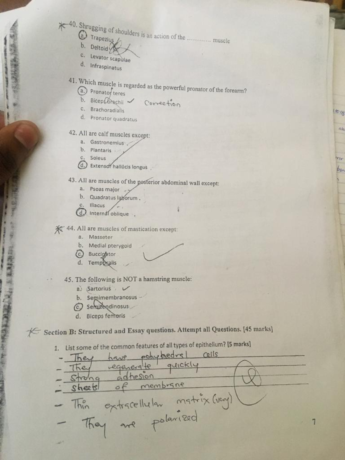 Anatomy questions 2 Human physiology Studocu