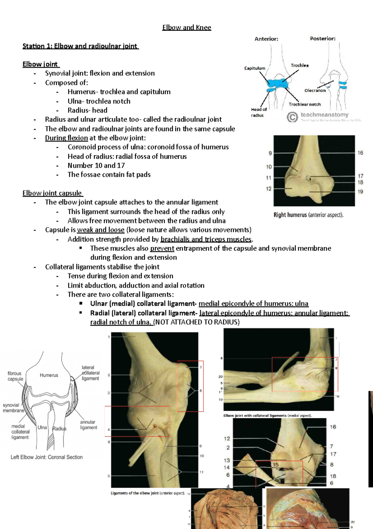 Elbow and Knee - NLM1 anatomy notes - Elbow and Knee Station 1: Elbow ...