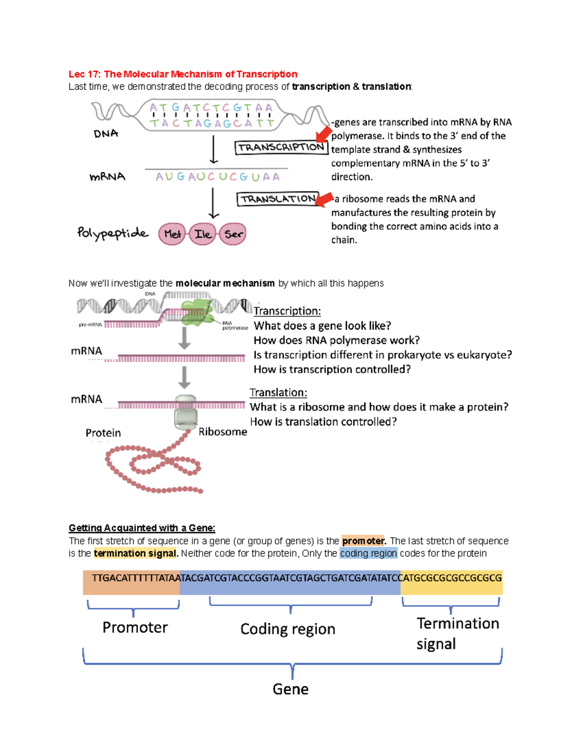 Lec 17 The Molecular Mechanism Of Transcription - Lec 17: The Molecular ...