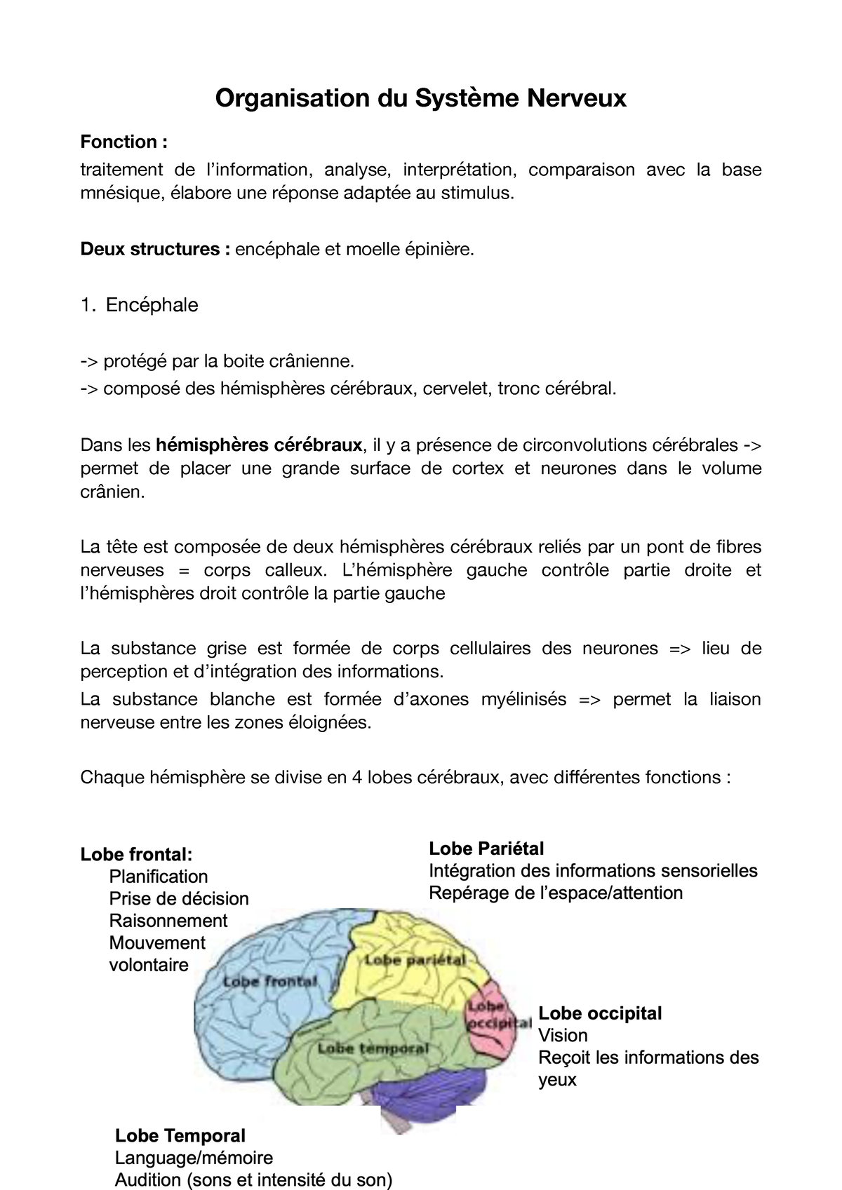 Syst Me Nerveux Organisation Du Syst Me Nerveux Fonction Traitement De Linformation