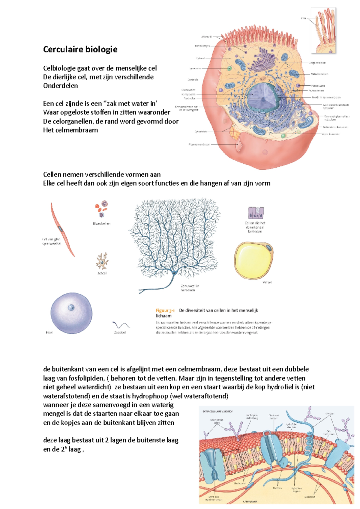 HC Cerculaire Biologie - Cerculaire Biologie Celbiologie Gaat Over De ...