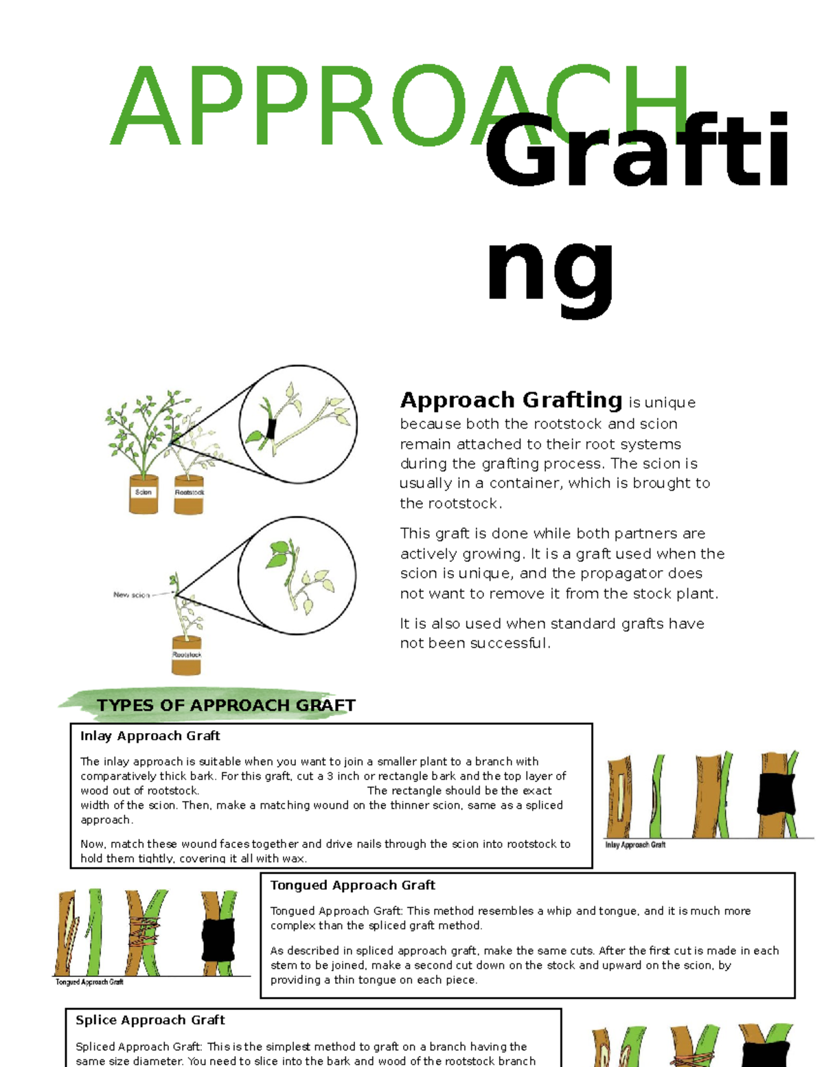 Grafting - The scion is usually in a container, which is brought to the ...