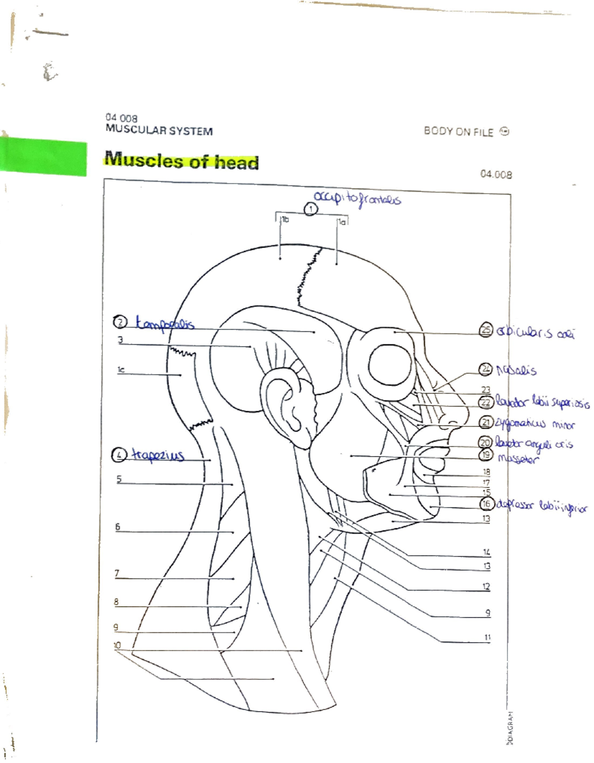 biol-2320-chapter-6-the-muscular-system-key-diagram-copy-biol-2320