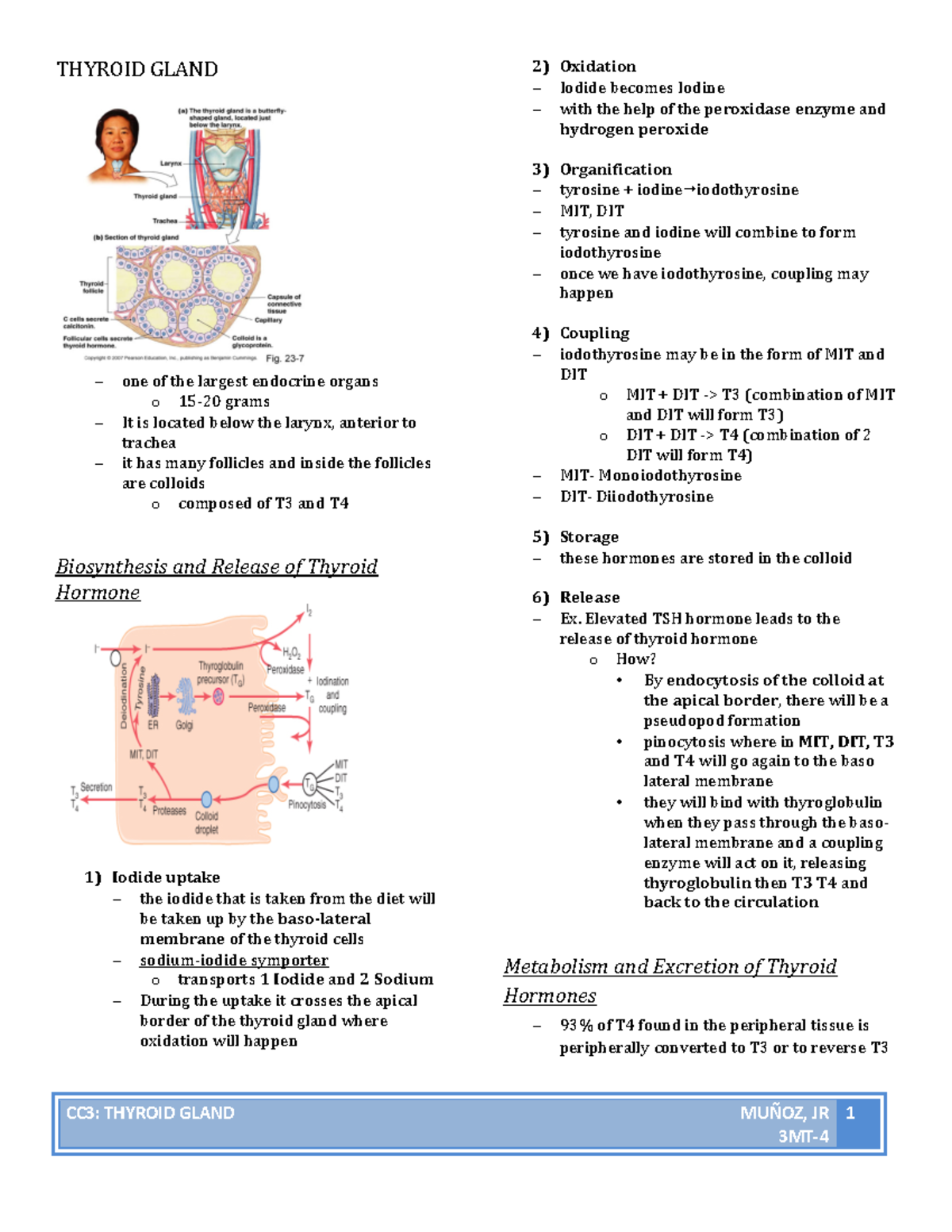 CC3-Thyroid-Gland - summaries - CC3: THYROID GLAND MUÑOZ, JR 3MT-­‐ 1 ...