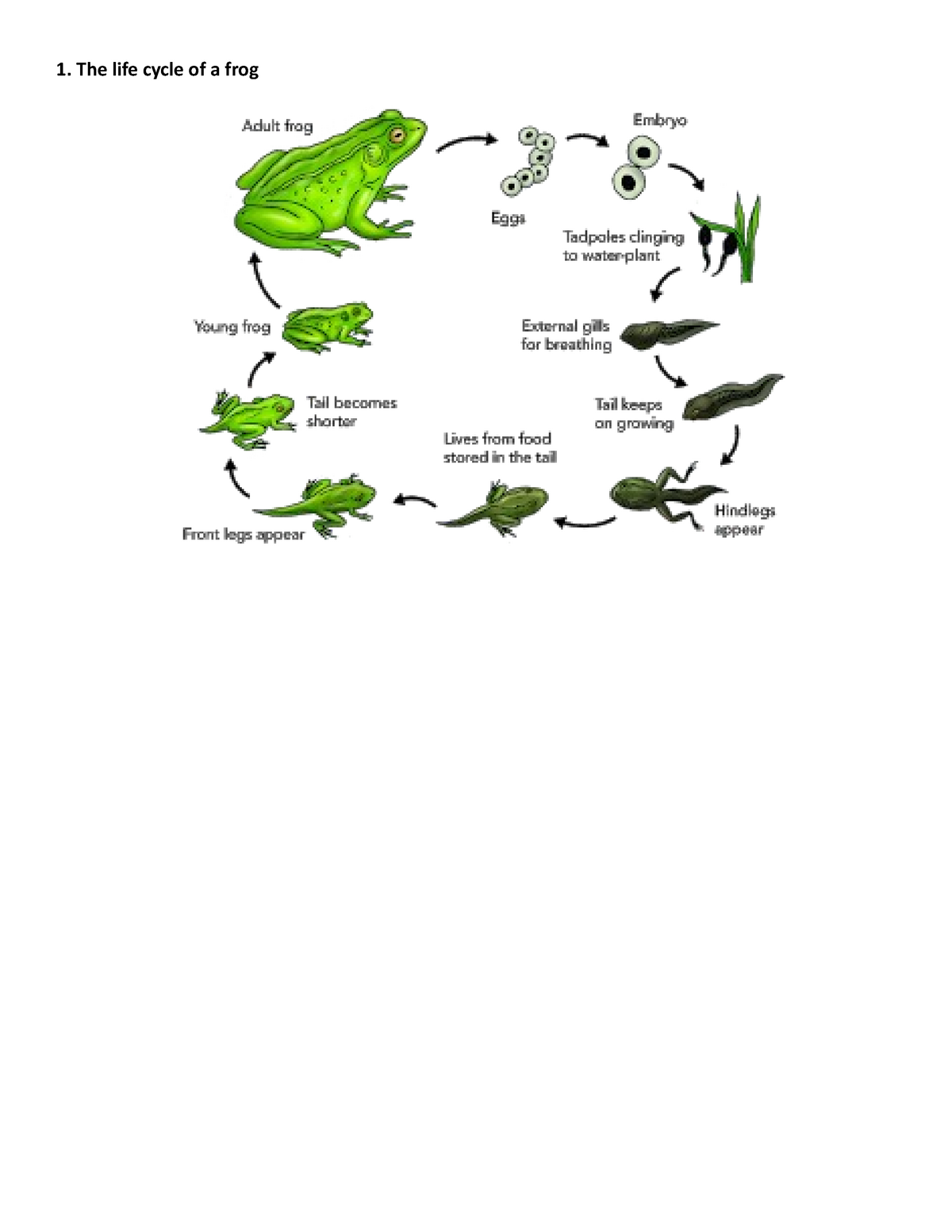 writing-task-1-process-practice-1-1-the-life-cycle-of-a-frog-2-the