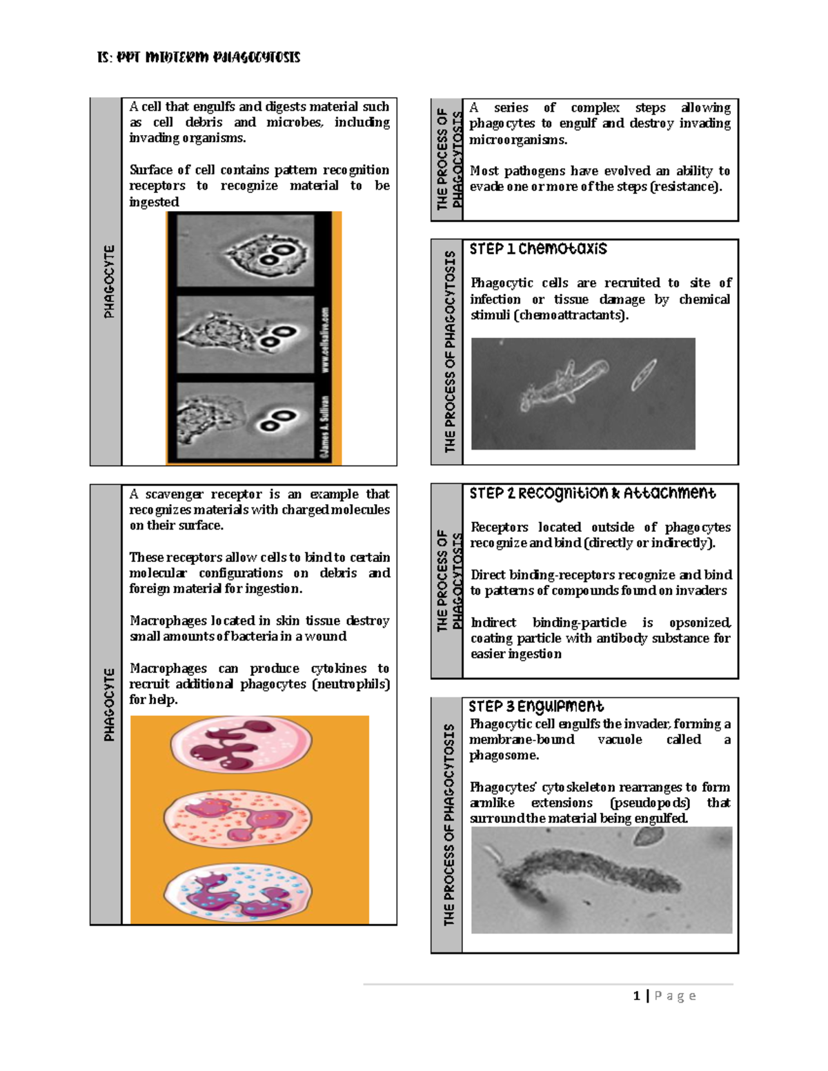 Phagocyte - Book from Immunology and Serology in Laboratory Medicine by ...