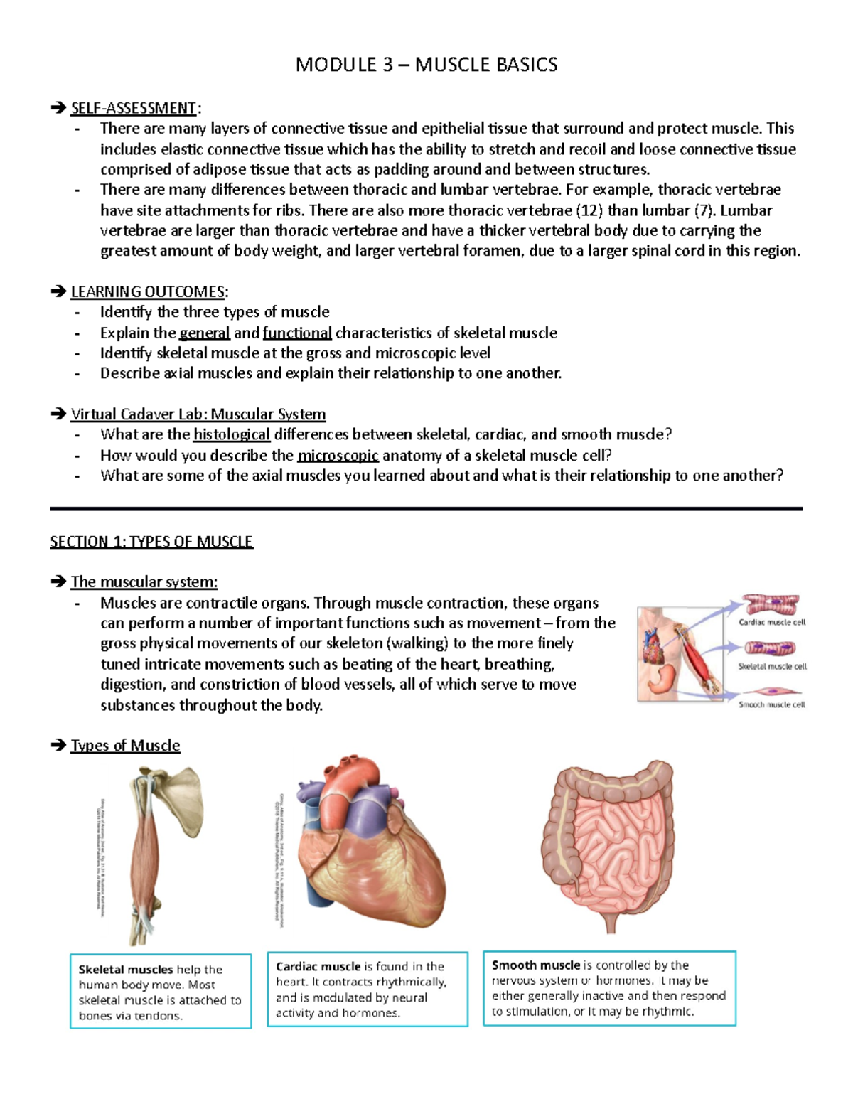 Module 3 ANAT - MODULE 3 – MUSCLE BASICS SELF-ASSESSMENT: There are ...