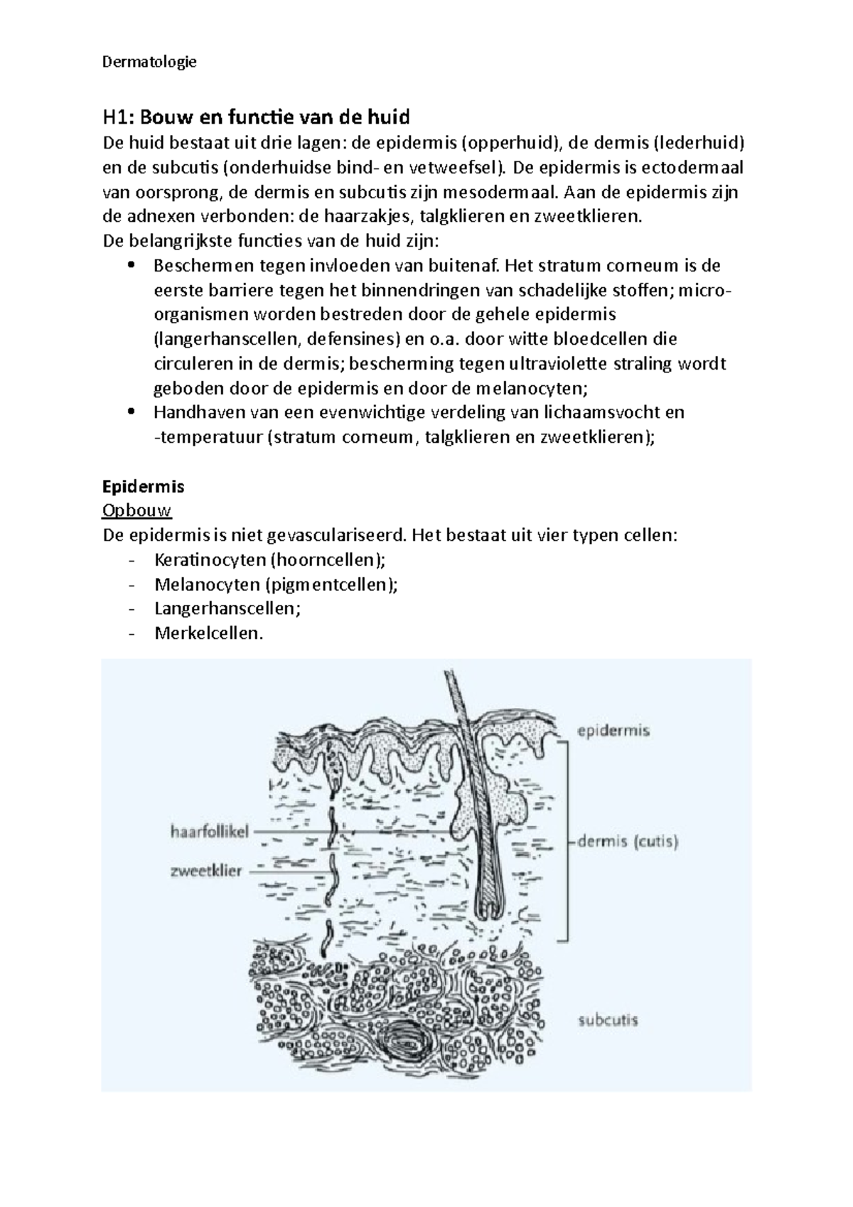 Dermatologie - ..... - Dermatologie H1: Bouw En Functie Van De Huid De ...